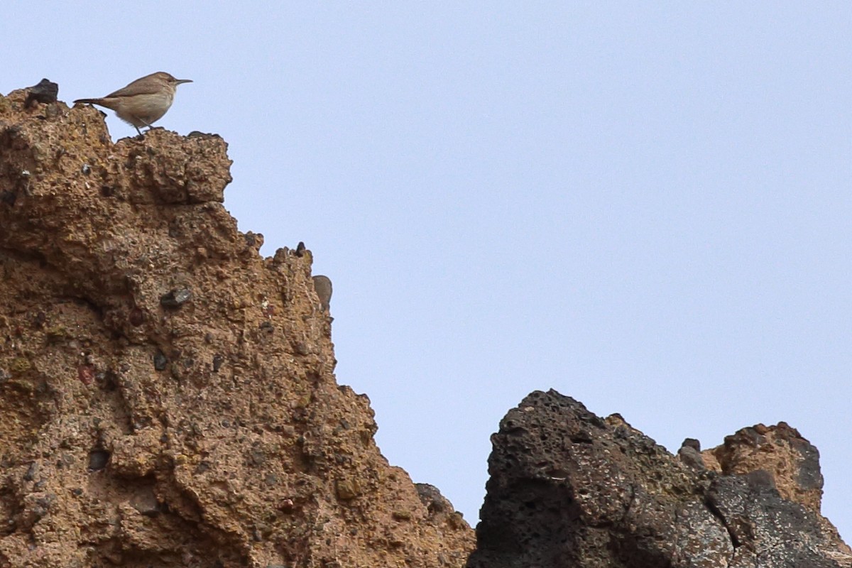 Rock Wren - ML430602451