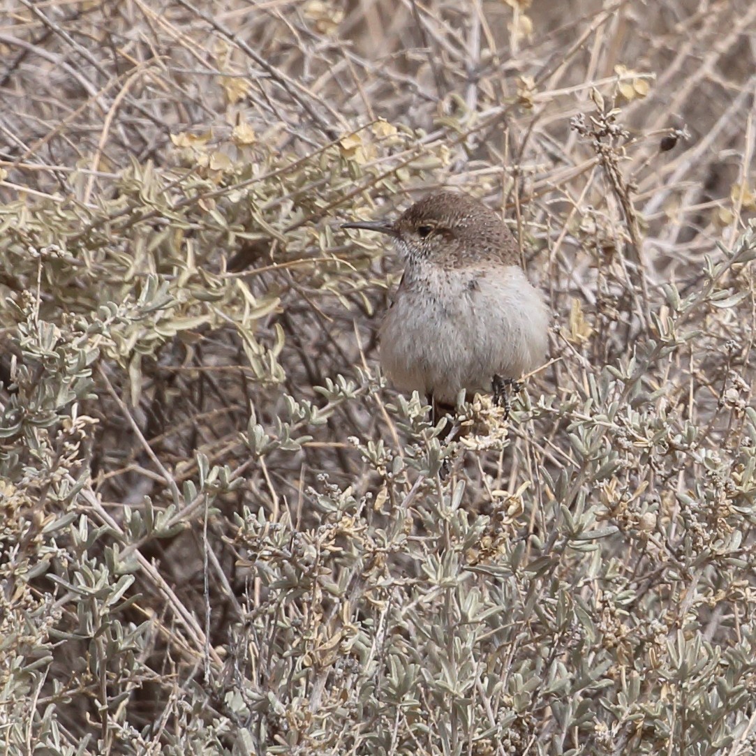 Rock Wren - ML430602471