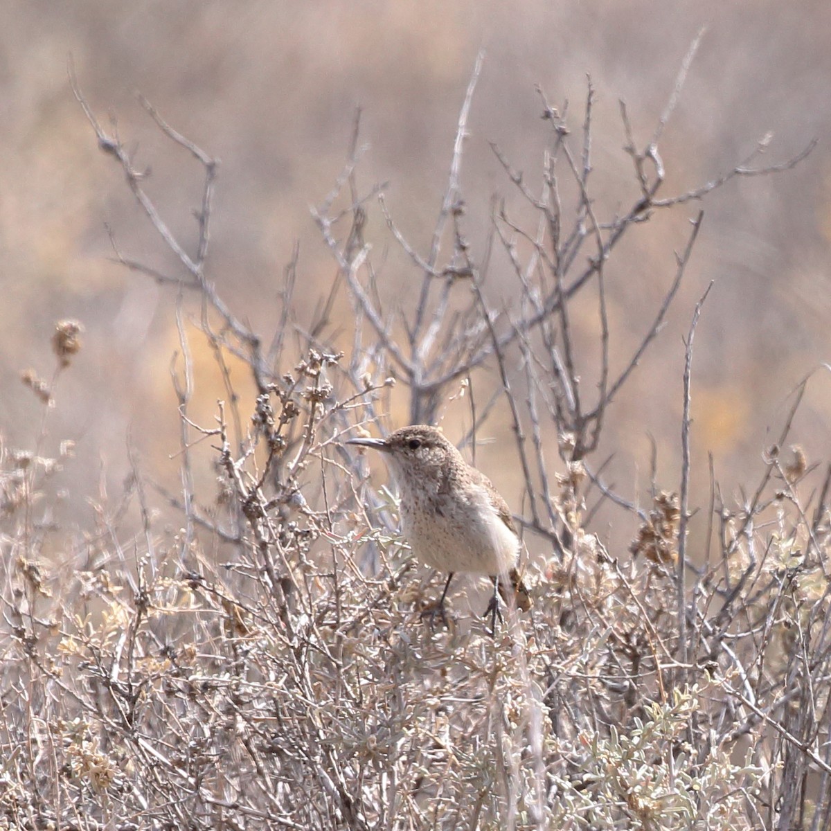 Rock Wren - ML430602481