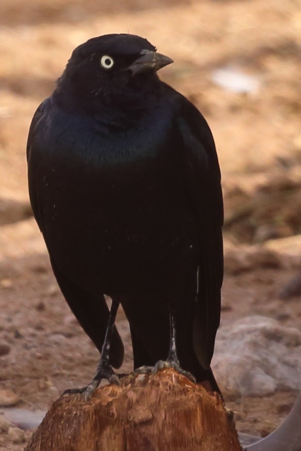 Brewer's Blackbird - ML430602581