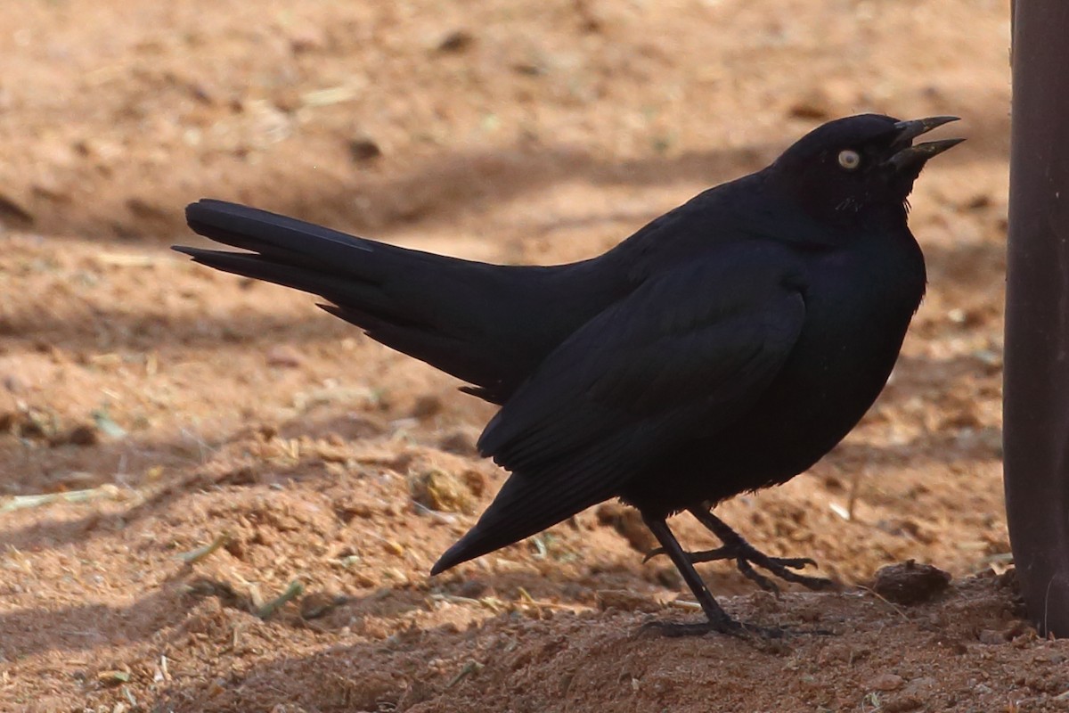 Brewer's Blackbird - ML430602591