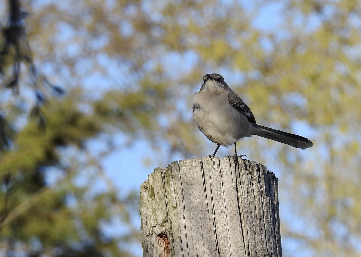 Northern Mockingbird - ML430603981