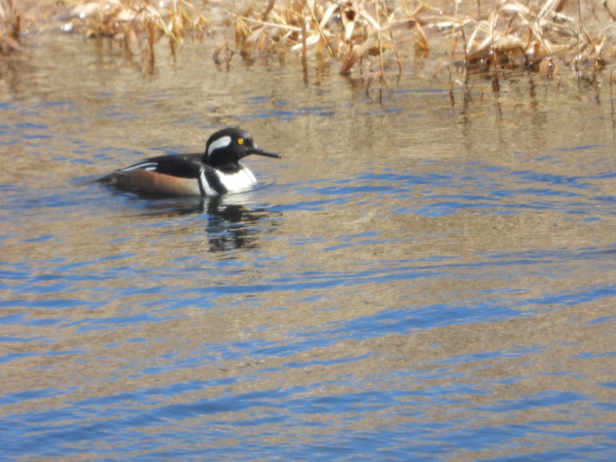 Hooded Merganser - ML430604701