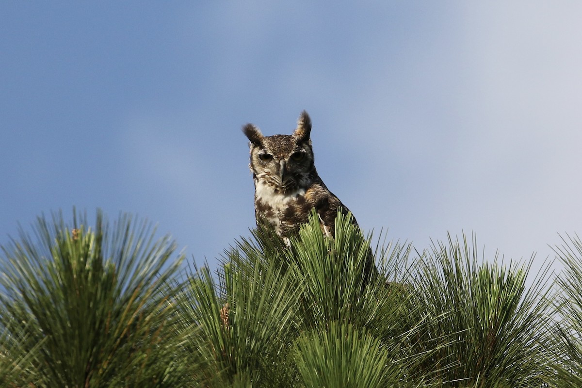 Great Horned Owl - ML430606551