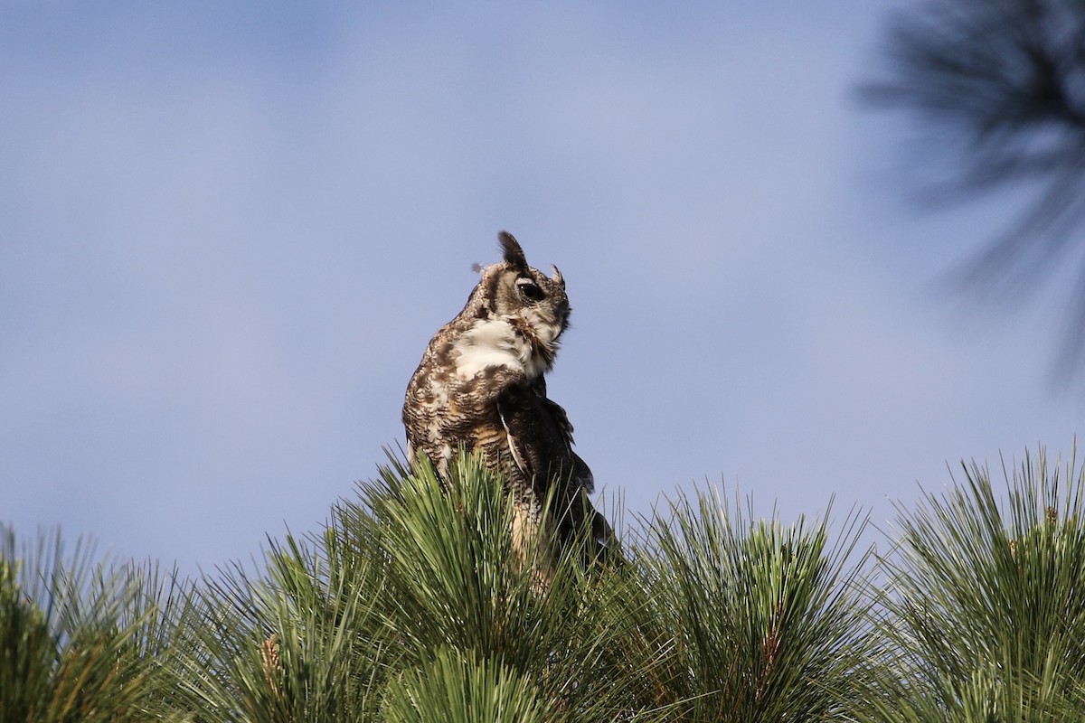 Great Horned Owl - ML430606651