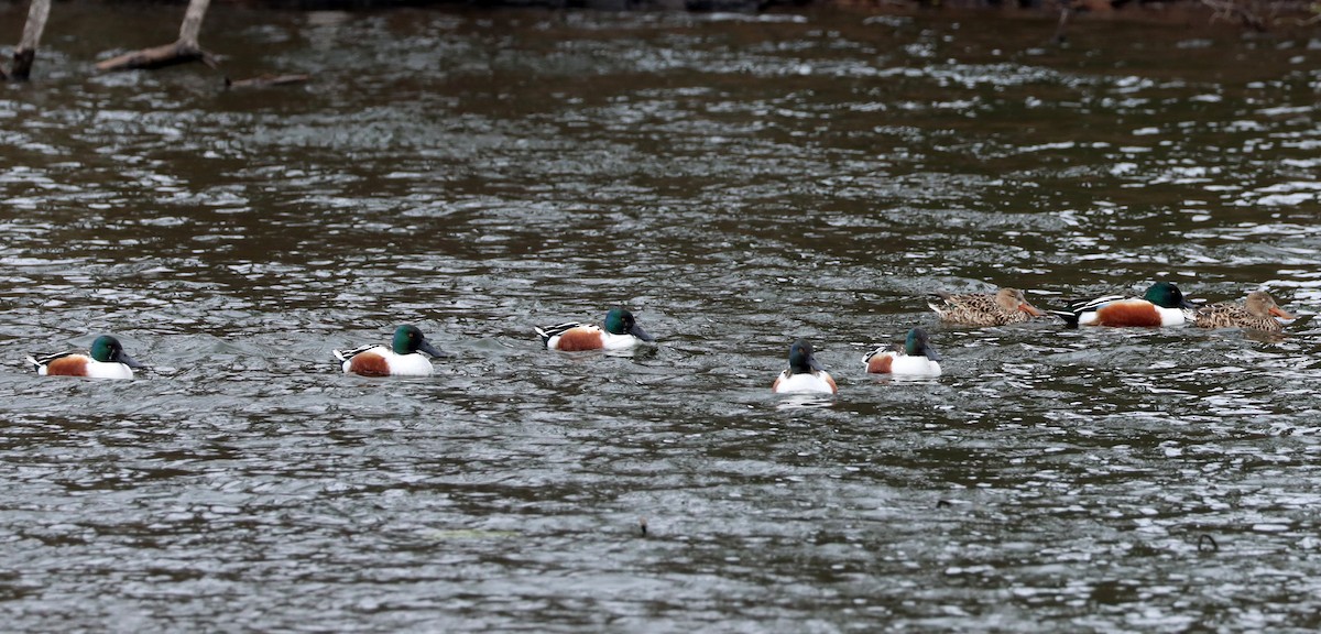 Northern Shoveler - ML430608741