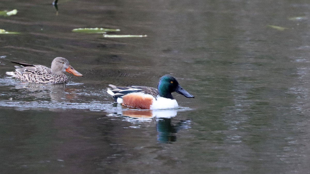 Northern Shoveler - ML430608921