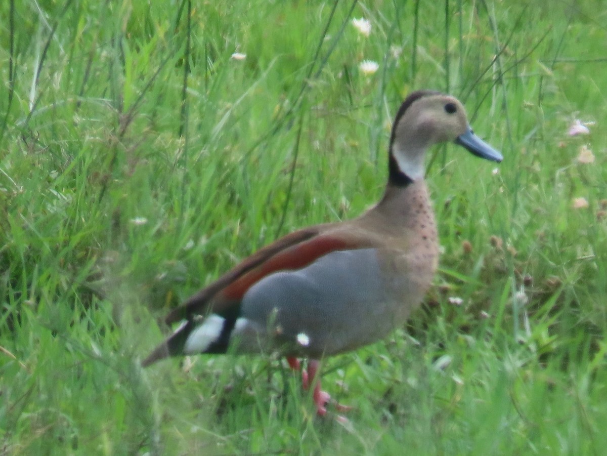 Ringed Teal - ML430611211