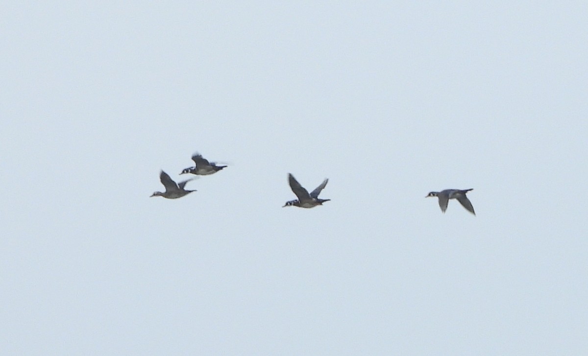 Wood Duck - Jean W. Côté