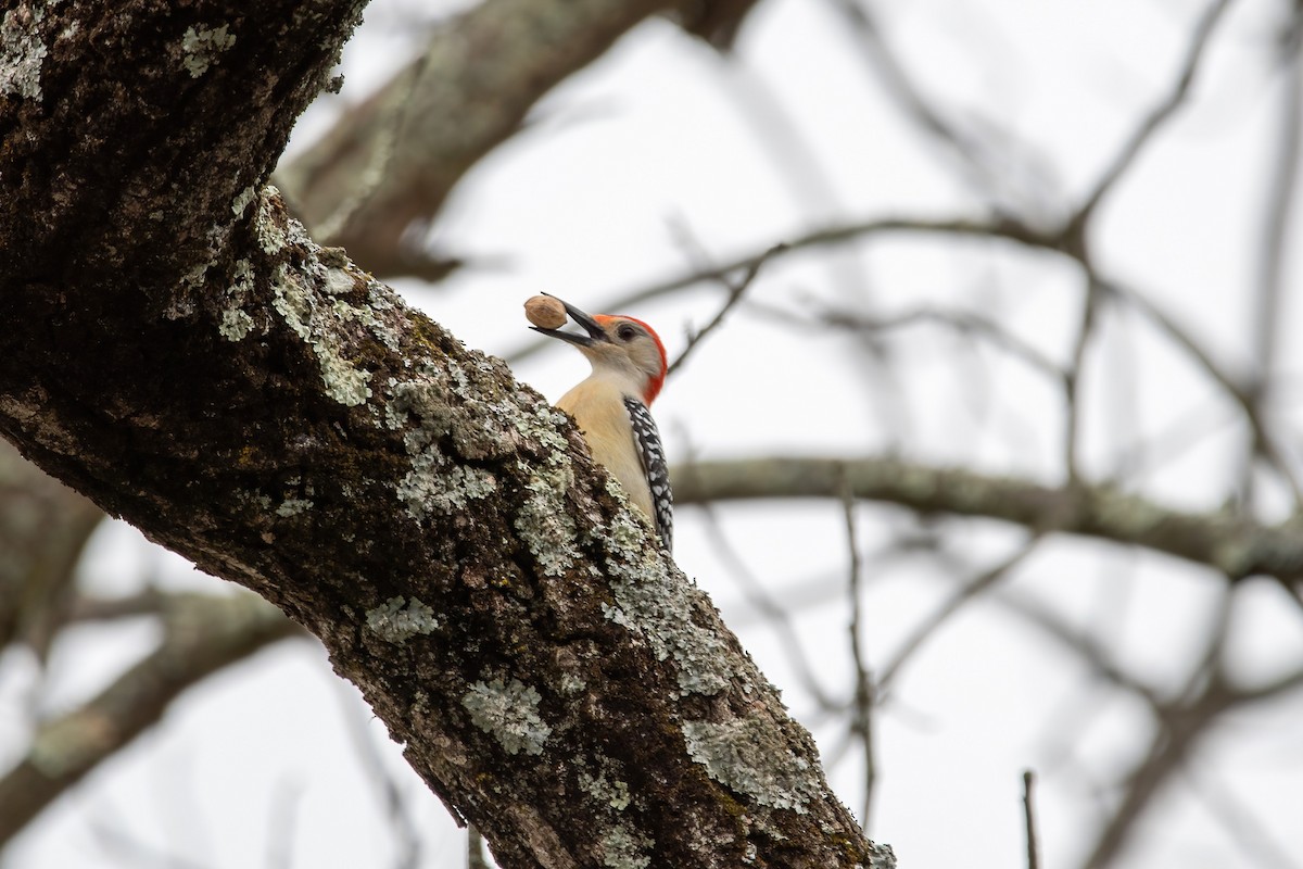 Red-bellied Woodpecker - ML430614441