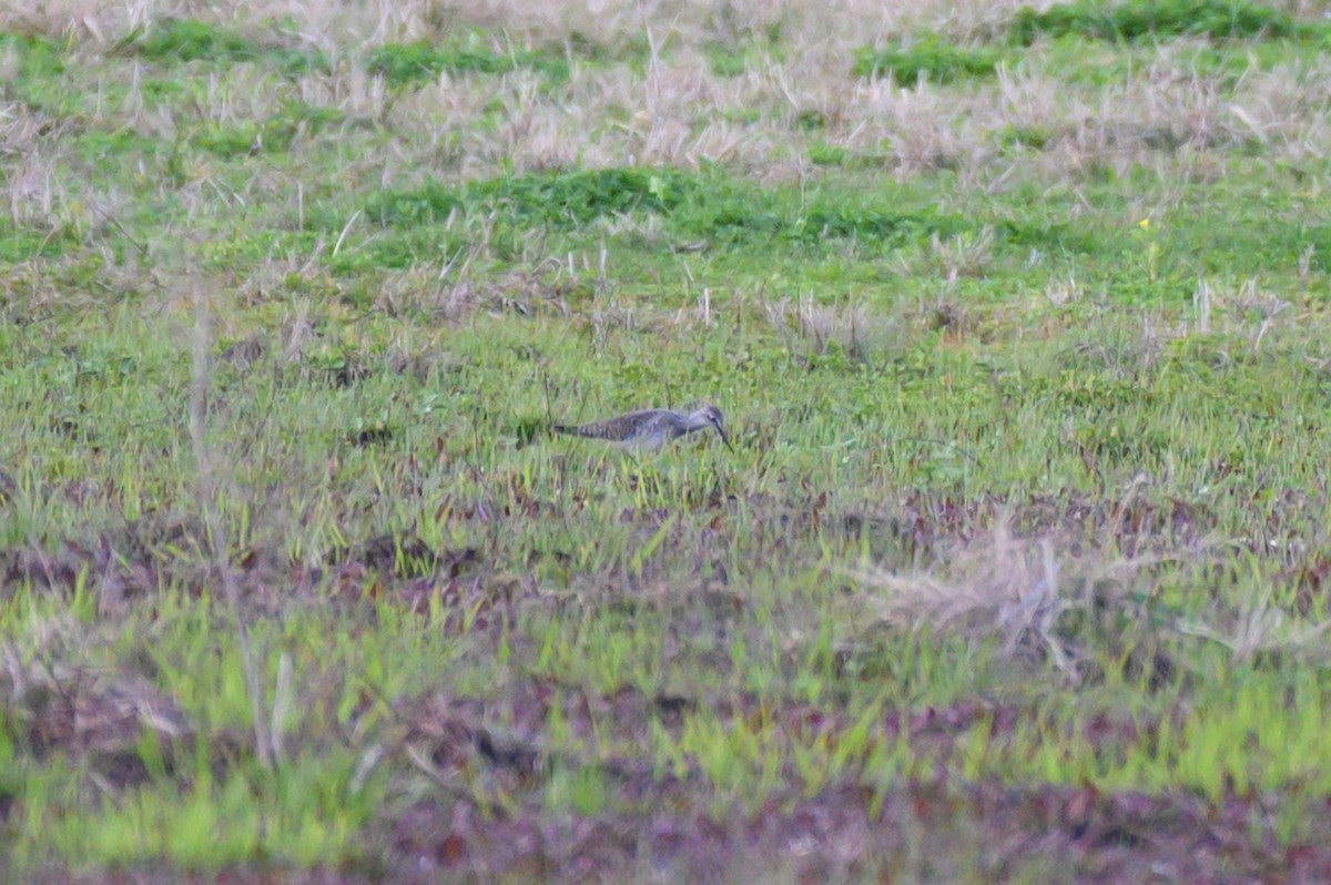 Lesser Yellowlegs - ML430615021