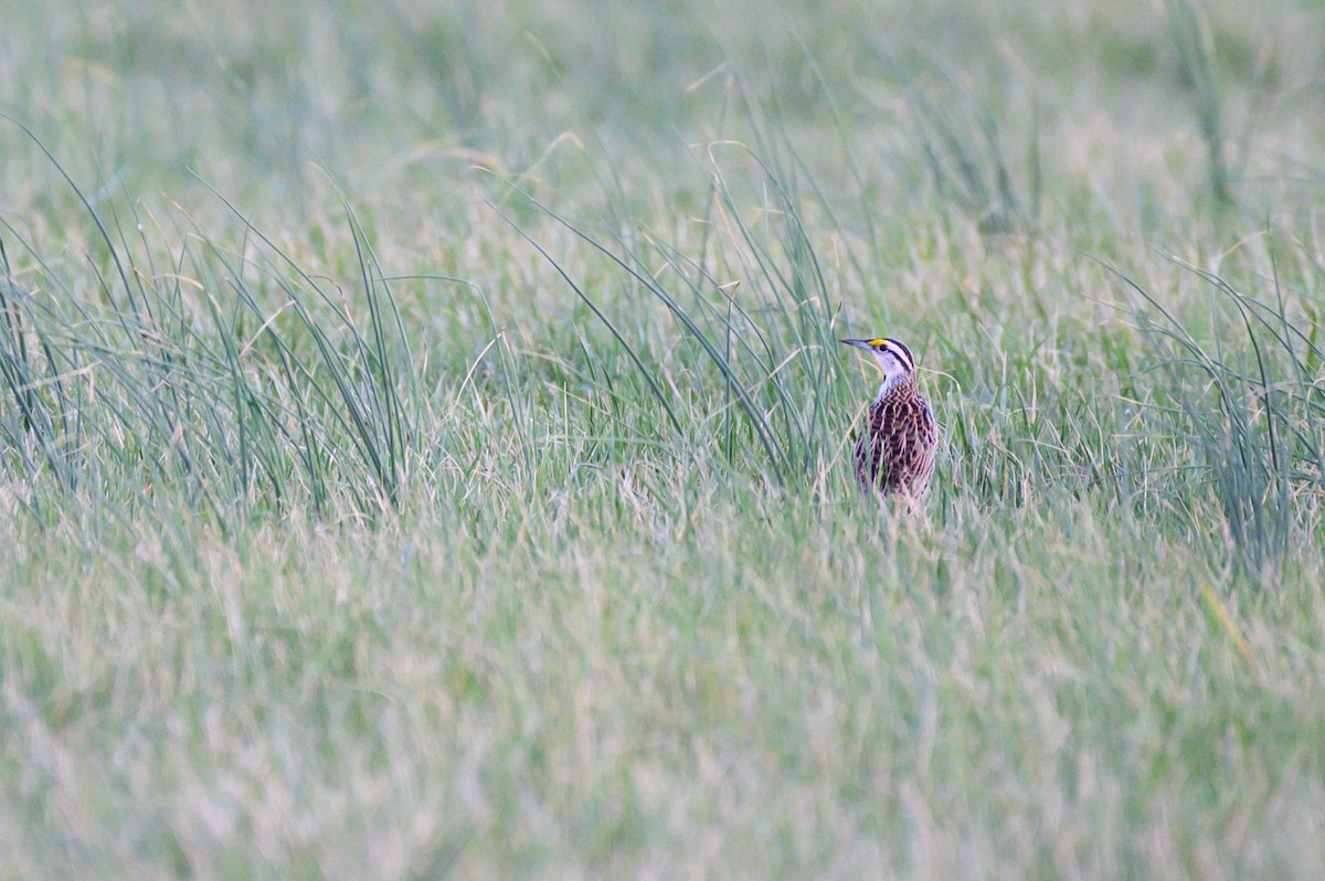 Eastern Meadowlark - ML430615041