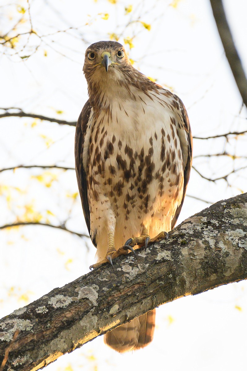 Red-tailed Hawk - Johnathon Barnett
