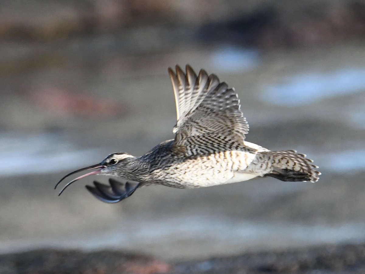 Whimbrel - ML430615431