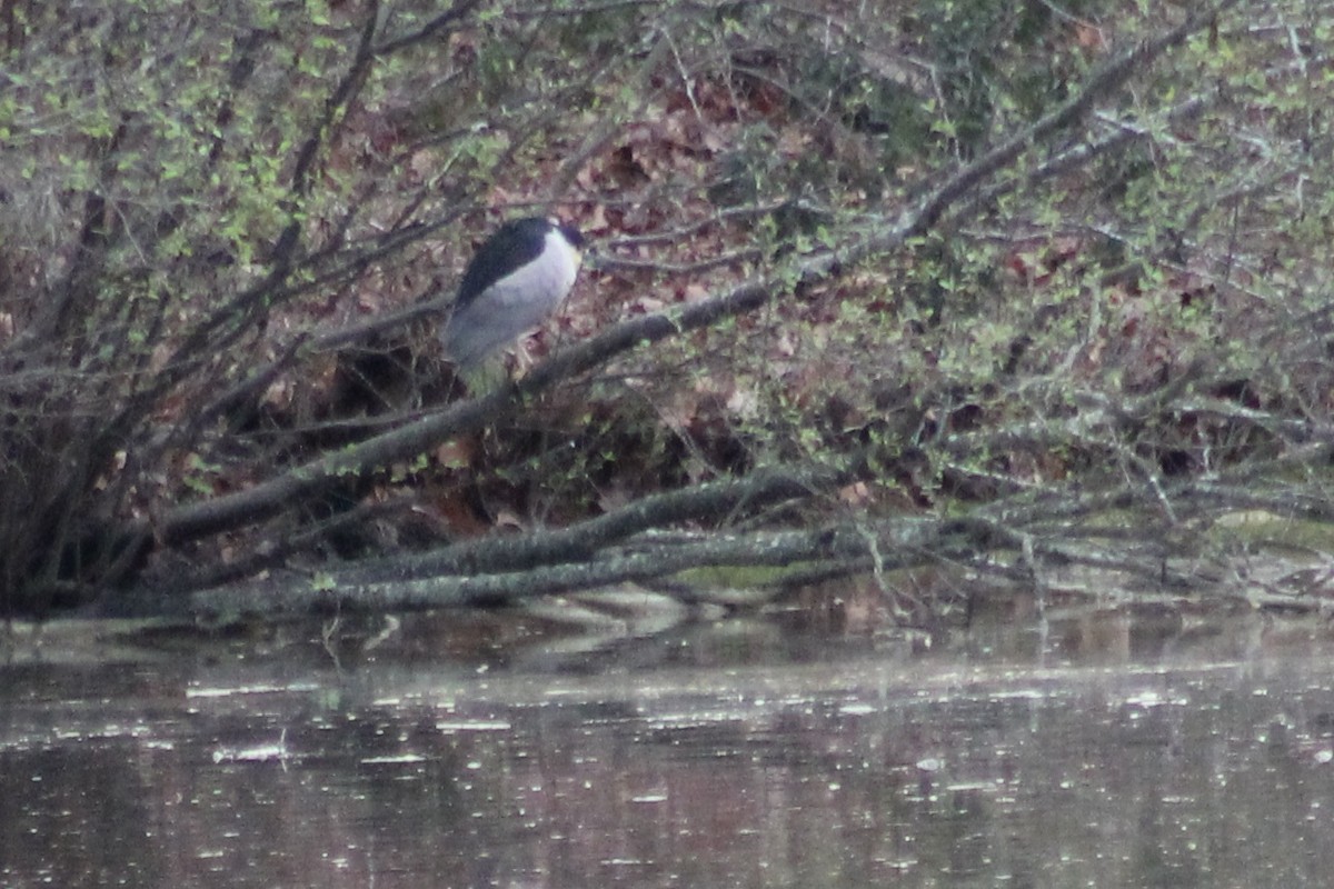 Black-crowned Night Heron - Kevin Markham