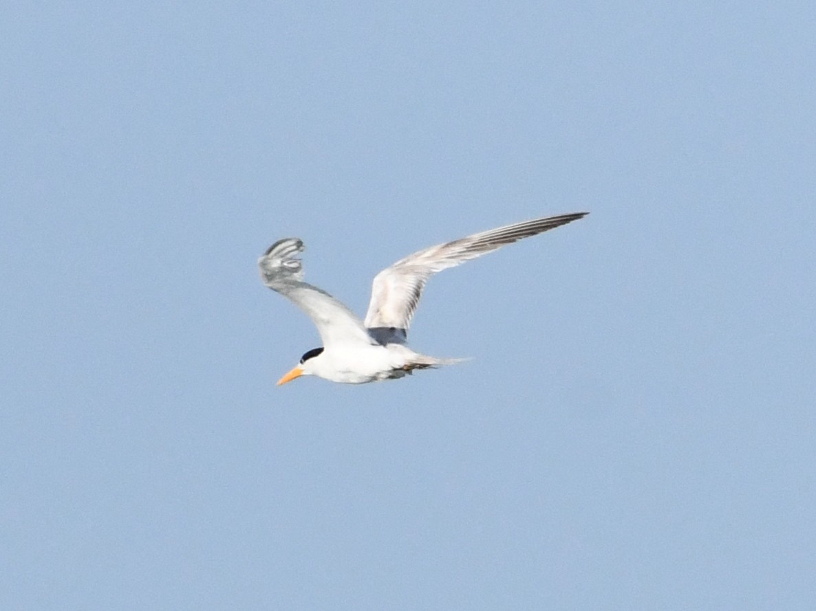 Lesser Crested Tern - ML430617711