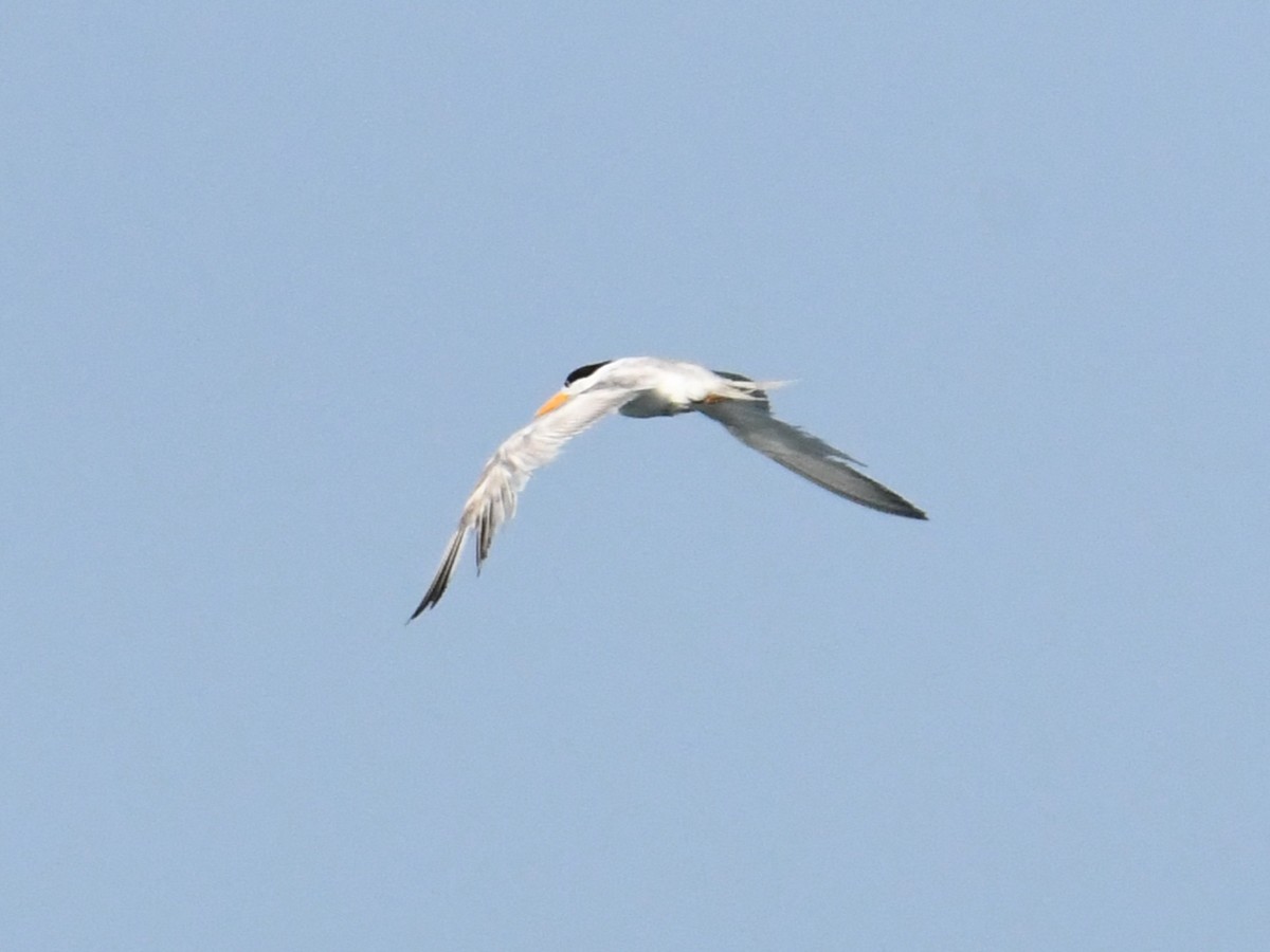 Lesser Crested Tern - ML430617721