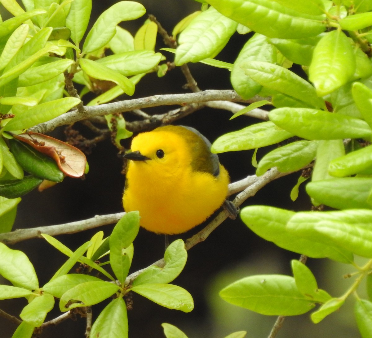 Prothonotary Warbler - Sheila Klink