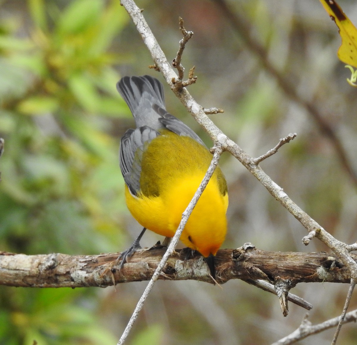 Prothonotary Warbler - Sheila Klink