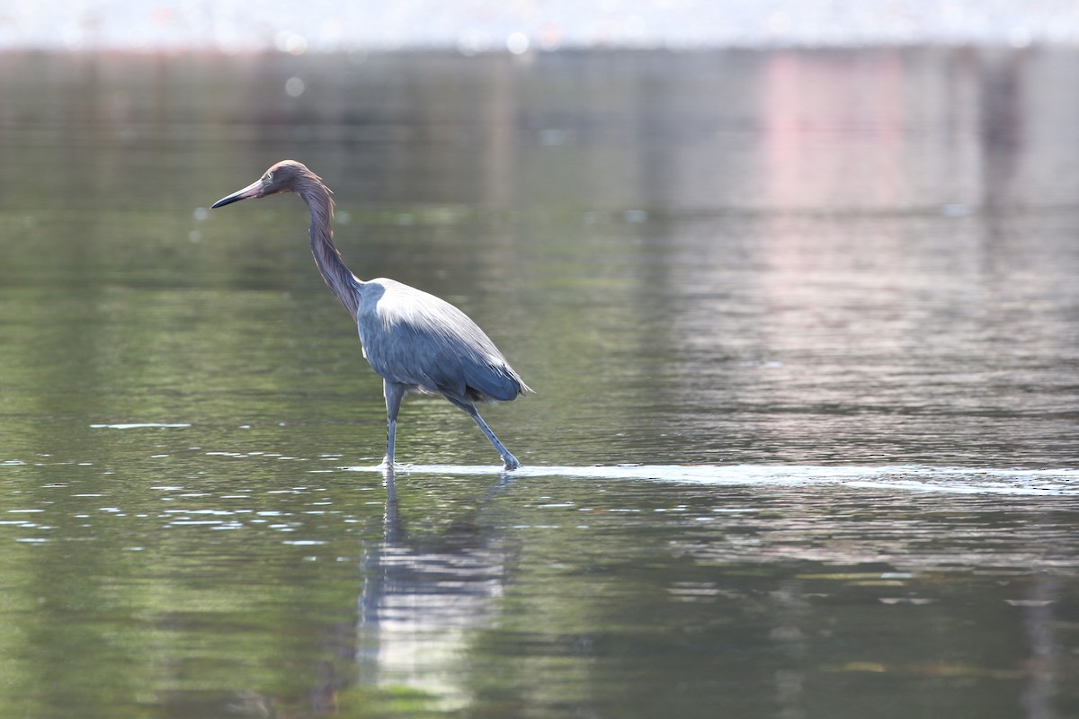 Little Blue Heron - ML430620371