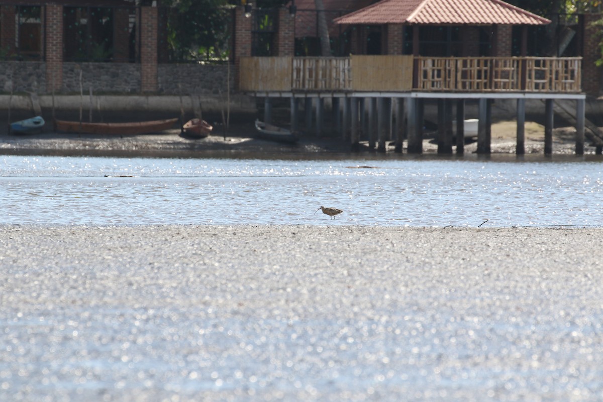 Long-billed Curlew - ML430620671