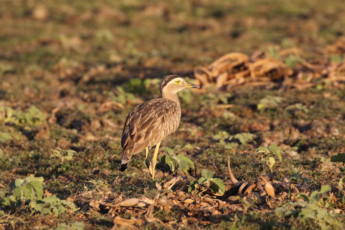 Double-striped Thick-knee - ML430622011