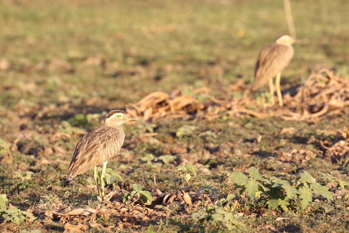 Double-striped Thick-knee - ML430622141