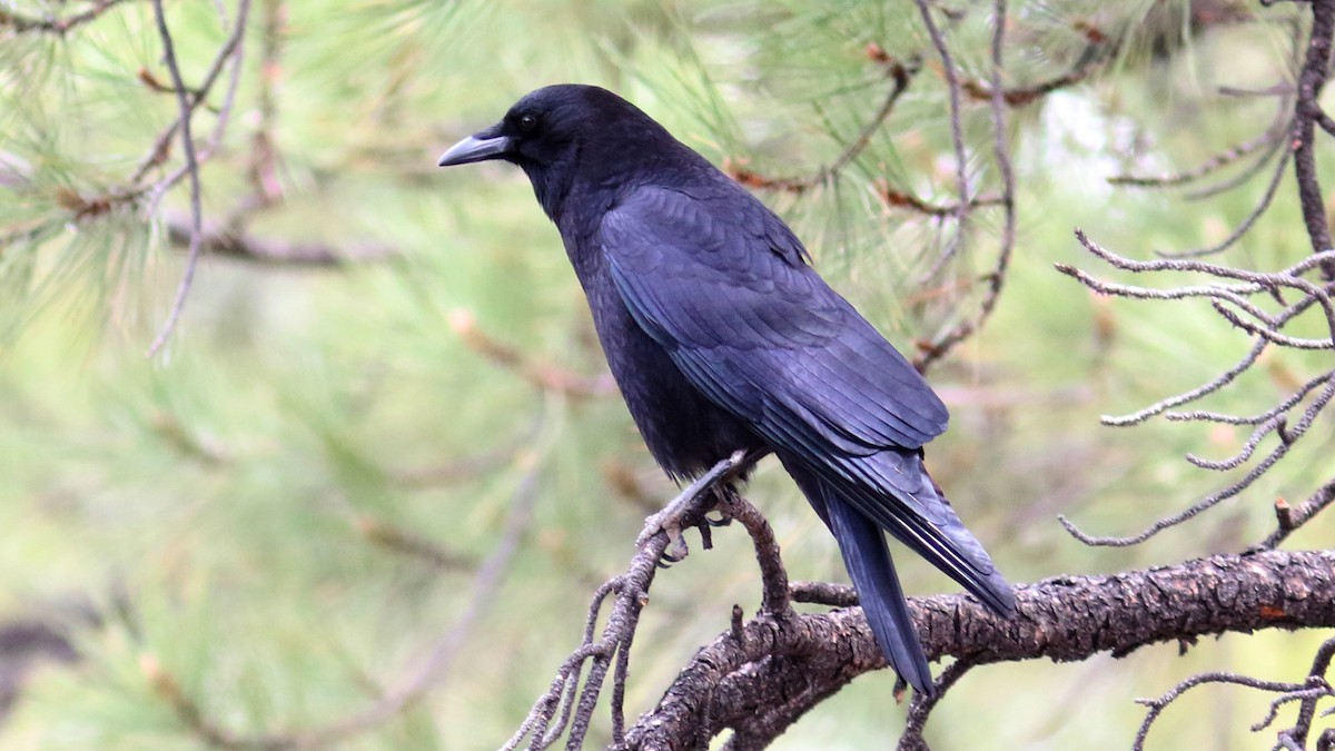 アメリカガラス - ML430622361