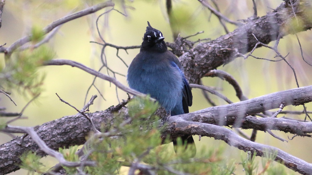 ステラーカケス（diademata グループ） - ML430622481