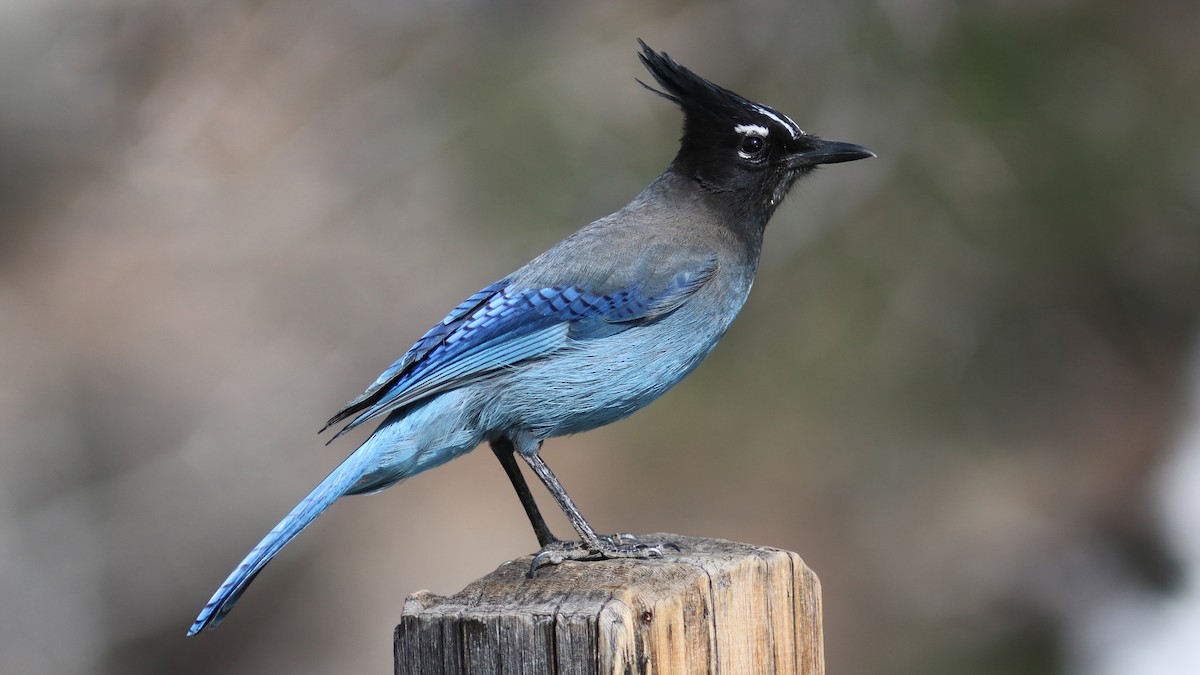 Steller's Jay (Southwest Interior) - ML430622571