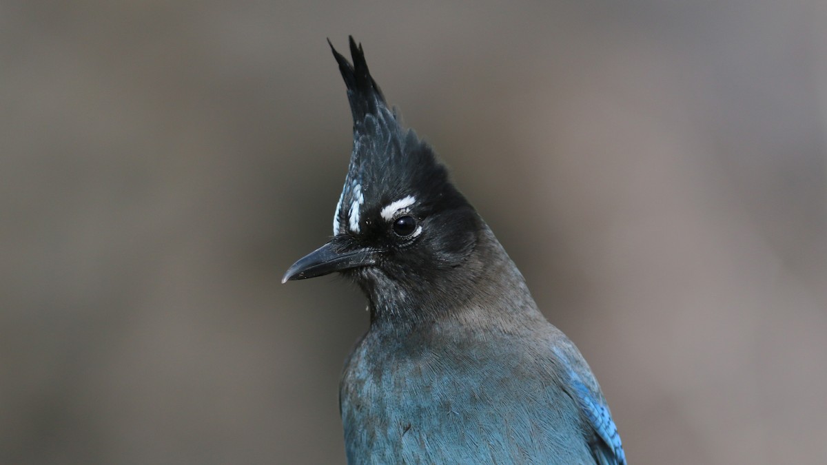 Steller's Jay (Southwest Interior) - ML430622621
