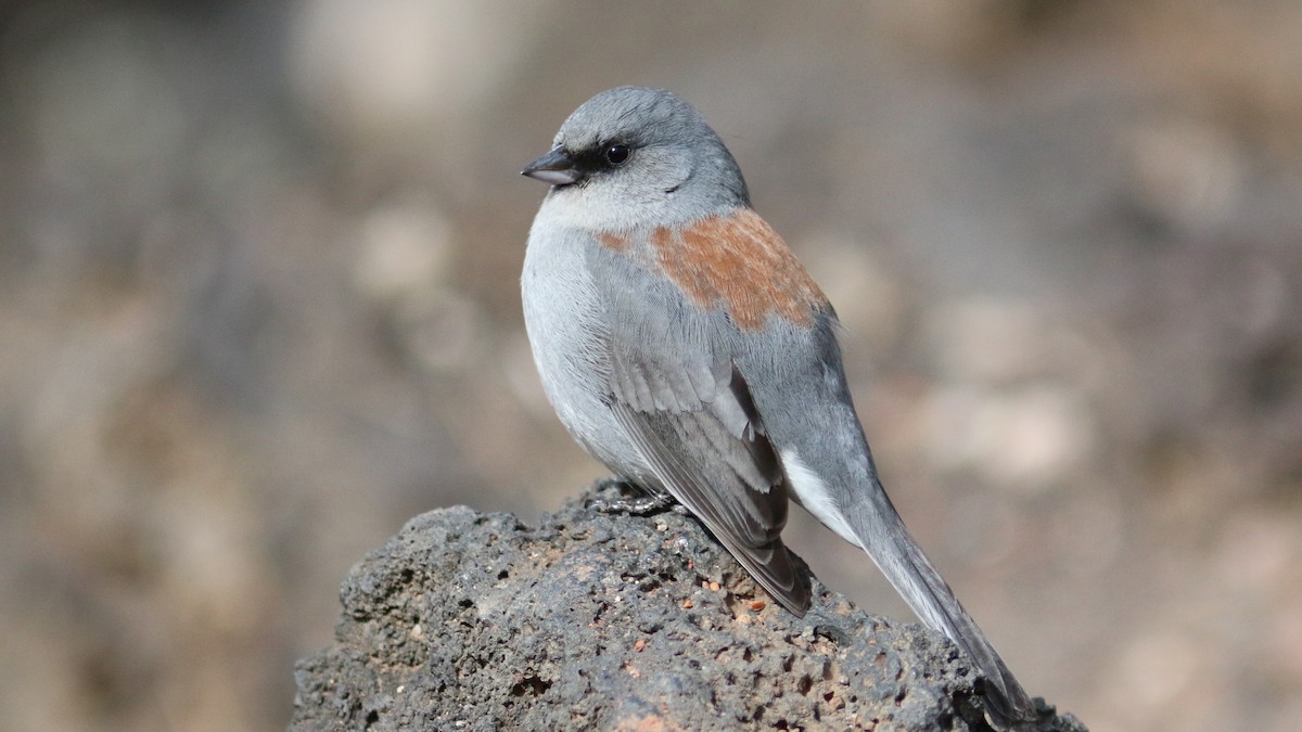 Dark-eyed Junco (Red-backed) - ML430622641