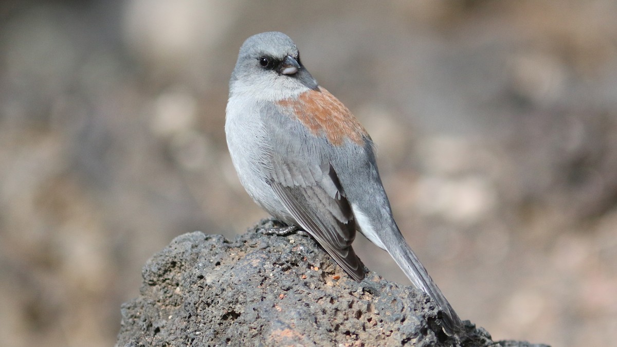 Dark-eyed Junco (Red-backed) - ML430622671