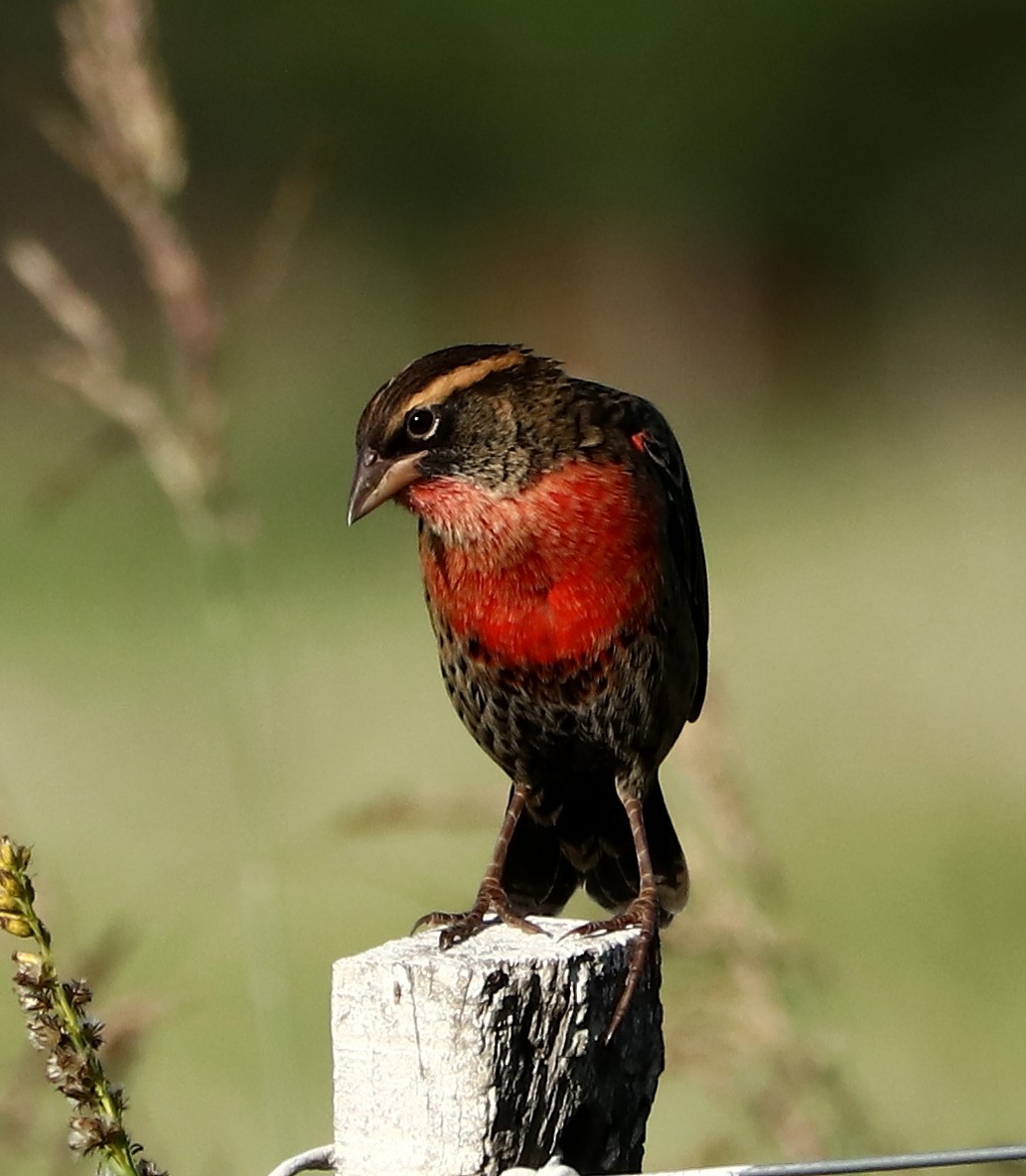 White-browed Meadowlark - ML430623161