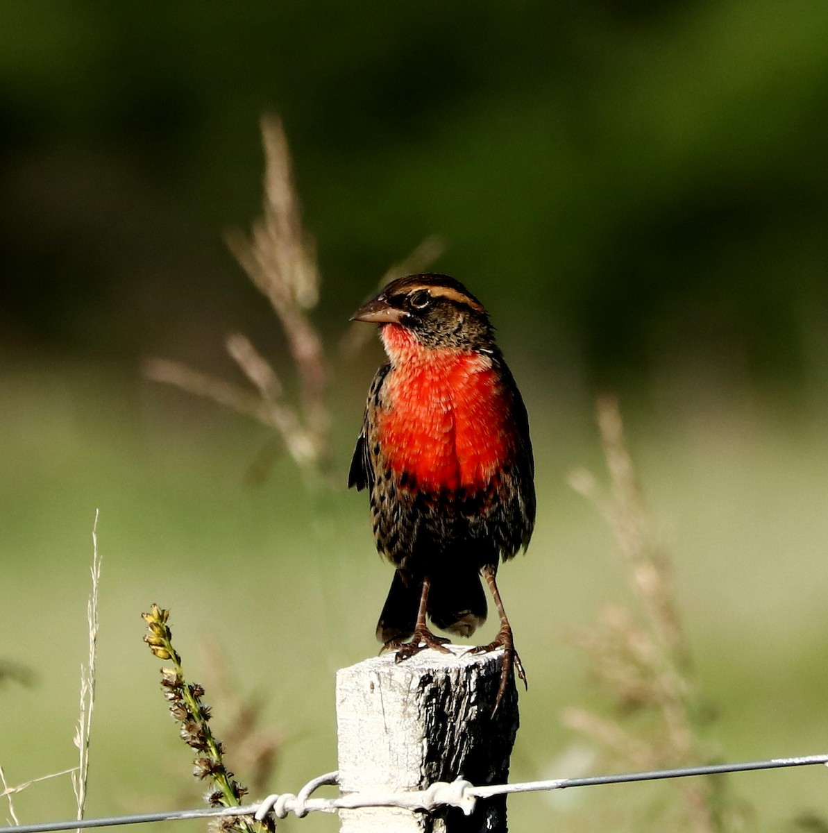 White-browed Meadowlark - ML430623301