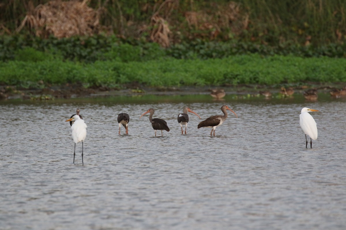 White Ibis - ML430623591