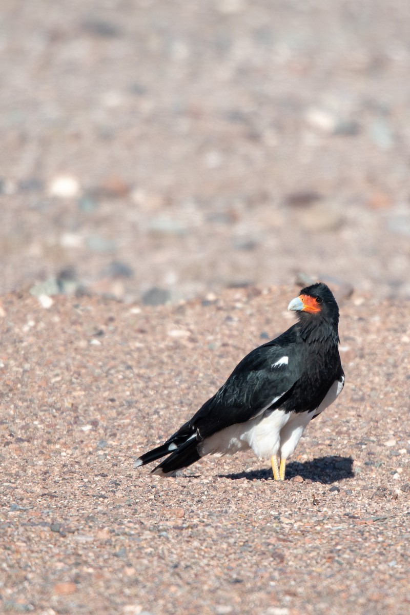 Mountain Caracara - ML430625121