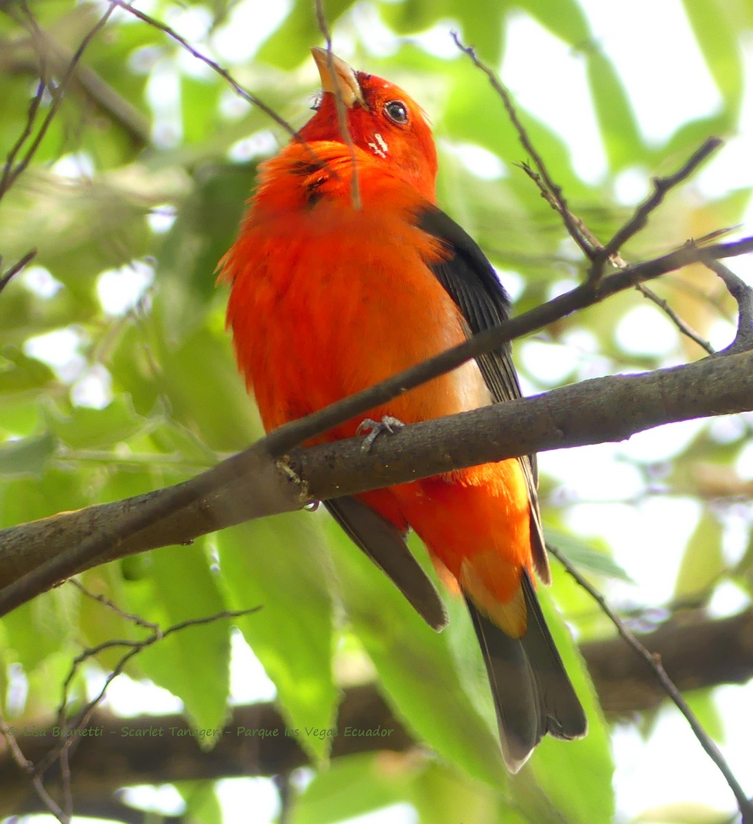Scarlet Tanager - ML430625791