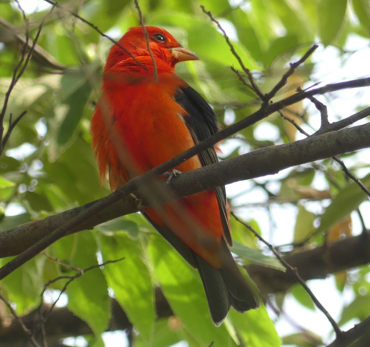 Scarlet Tanager - ML430625801