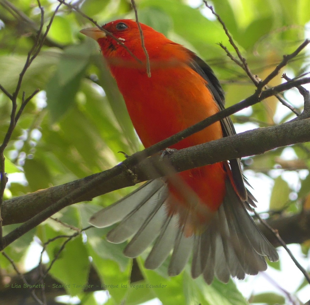Scarlet Tanager - ML430625831