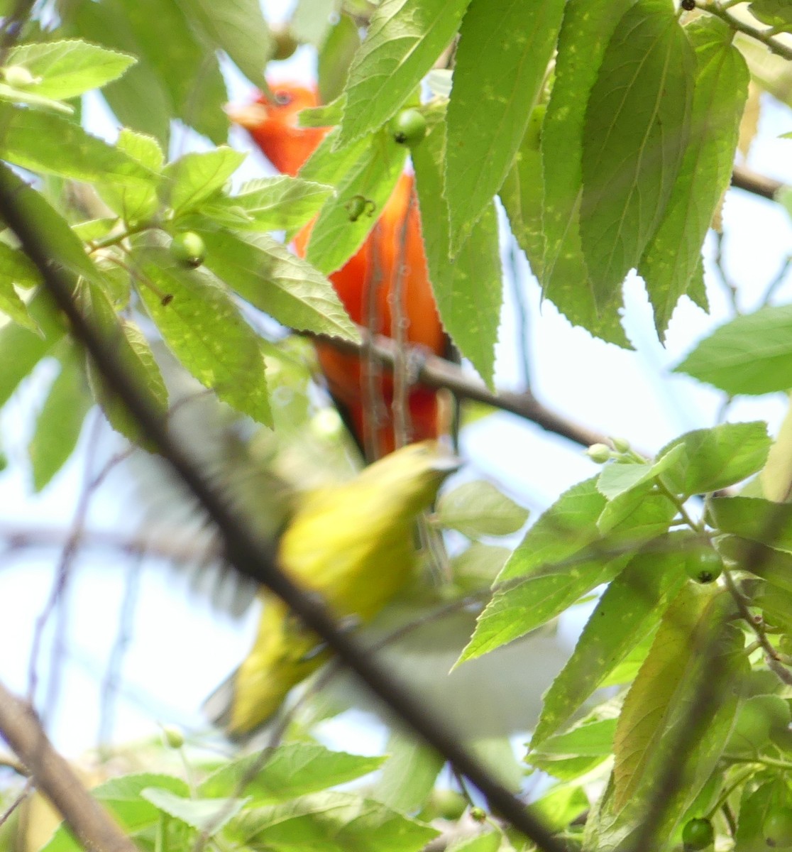 Scarlet Tanager - ML430625861