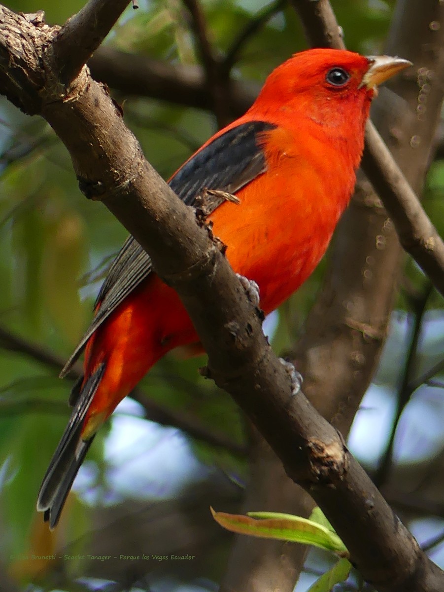 Scarlet Tanager - ML430625901