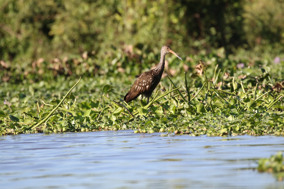 Limpkin - ML430625941