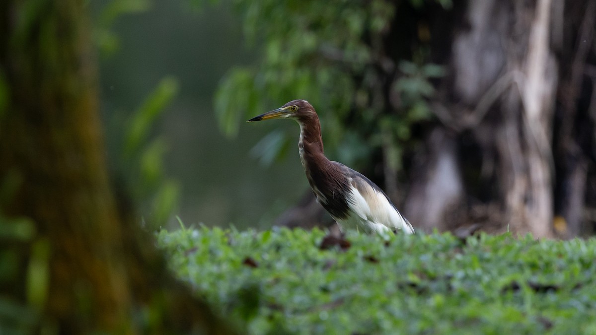 Chinese Pond-Heron - ML430627401