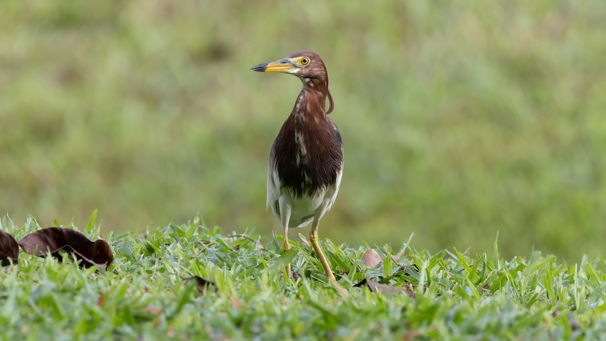 Chinese Pond-Heron - ML430627441