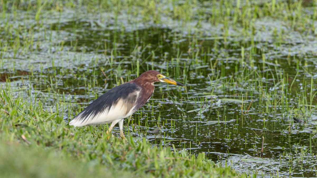 Chinese Pond-Heron - ML430627471