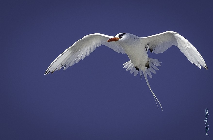 Red-billed Tropicbird - ML430628021