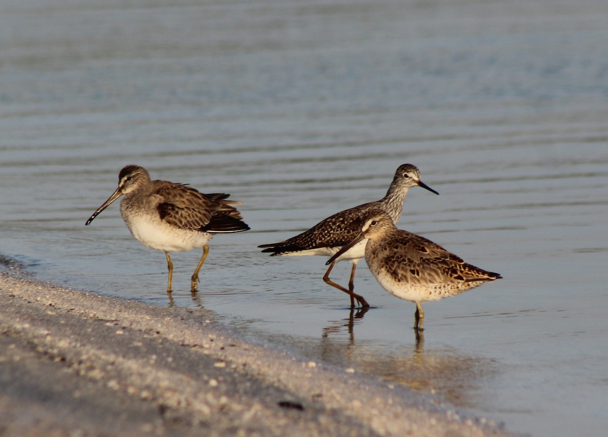 Lesser Yellowlegs - David Tilson