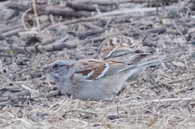 American Tree Sparrow - ML430629331