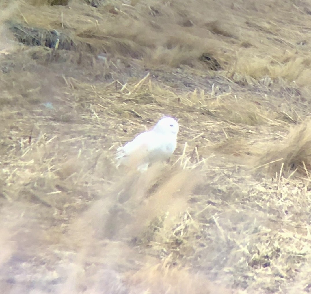 Snowy Owl - ML430629581